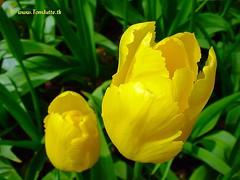 Dutch Tulips, Keukenhof Gardens, Netherlands - 3933