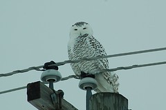 Snowy Owl 2012-02-02 (11)