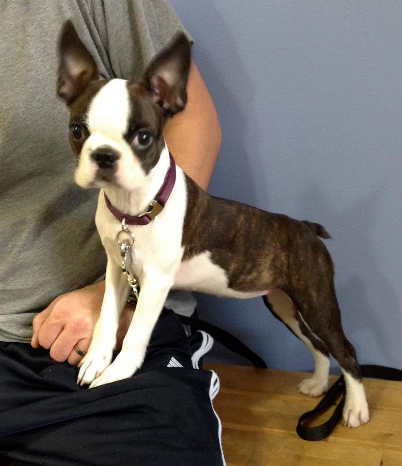 Roxy (Boston Terrier) at Puppy Class | Andrea Arden Dog ...