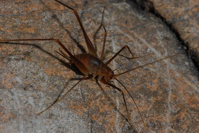 Cave Cricket Flickr Photo Sharing   8025450118 8245edb6c0 Z 