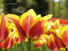 Dutch Tulip,  Keukenhof Gardens, Holland - 0668