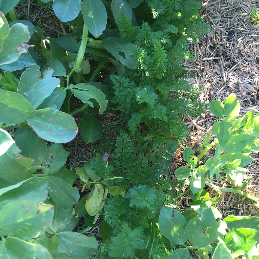 a thicket of carrots growing between the broad bean plants