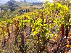 Brancatelli, Monte Ilice vineyard
