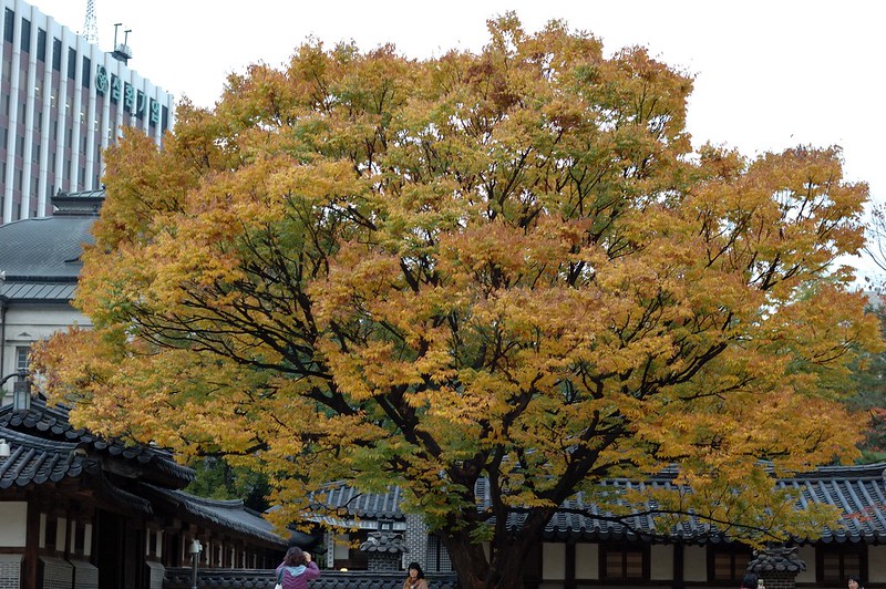 Yesterday's tree color in Woonhyungung, Seoul