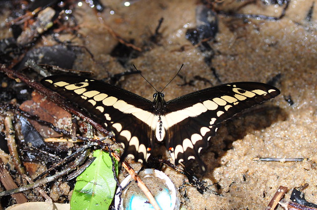 Giant swallowtail (Papilio thoas)
