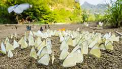Butterfly Party, Ba Bể National Park