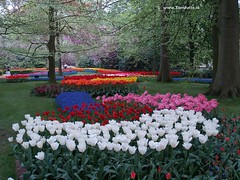 Dutch Tulips, Keukenhof Gardens, Holland - 0754