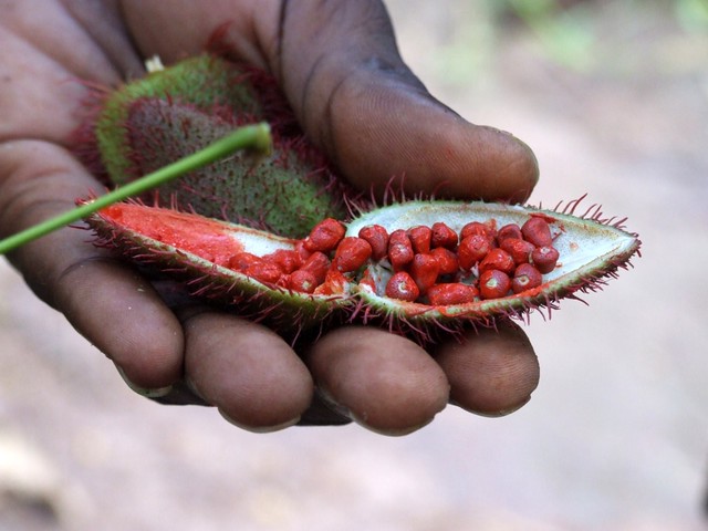 Annato seeds