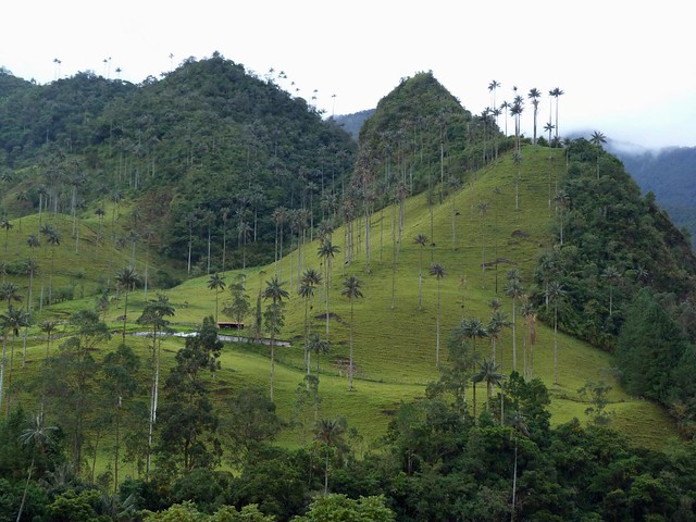 Valle de Cocora (Colombia)