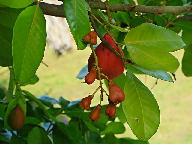 exotic fruit, ackee in jamaica, caribbean cliches