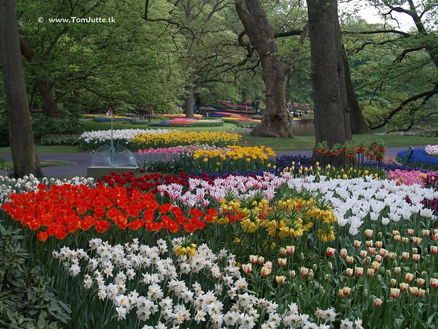 Dutch Tulips, Keukenhof Gardens, Holland - 0777