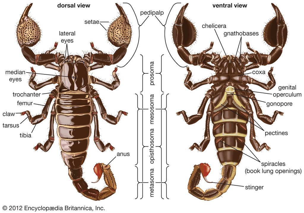 Anatomy of a scorpion | Illustrated by Thomas John Spanos fo… | Flickr