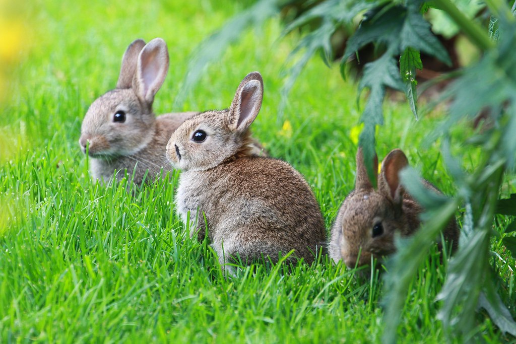 A Group Of Rabbits 112