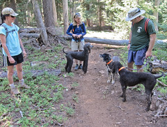 Trail Dogs