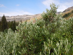 Salix lemmonii (in Death Canyon)