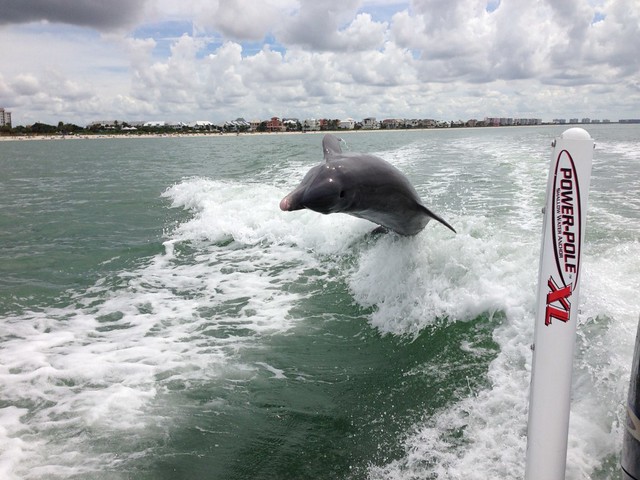 Dolphin, Beach, Boating, Fort Myers, Whale Watching, Things to do in Fort Myers, Florida Towns to Visit