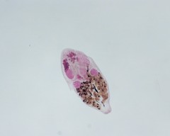Pleurogenoides medians
