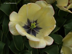 Dutch Tulips, Keukenhof Gardens, Holland - 0758