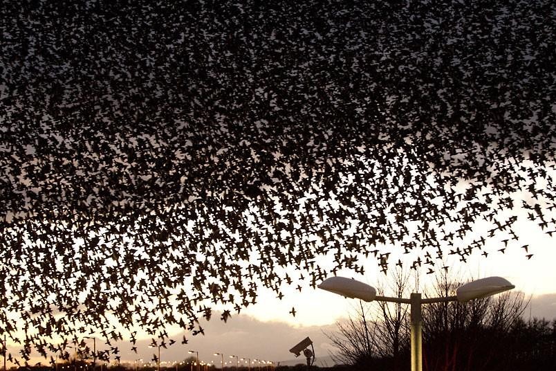 Image result for passenger pigeon migration