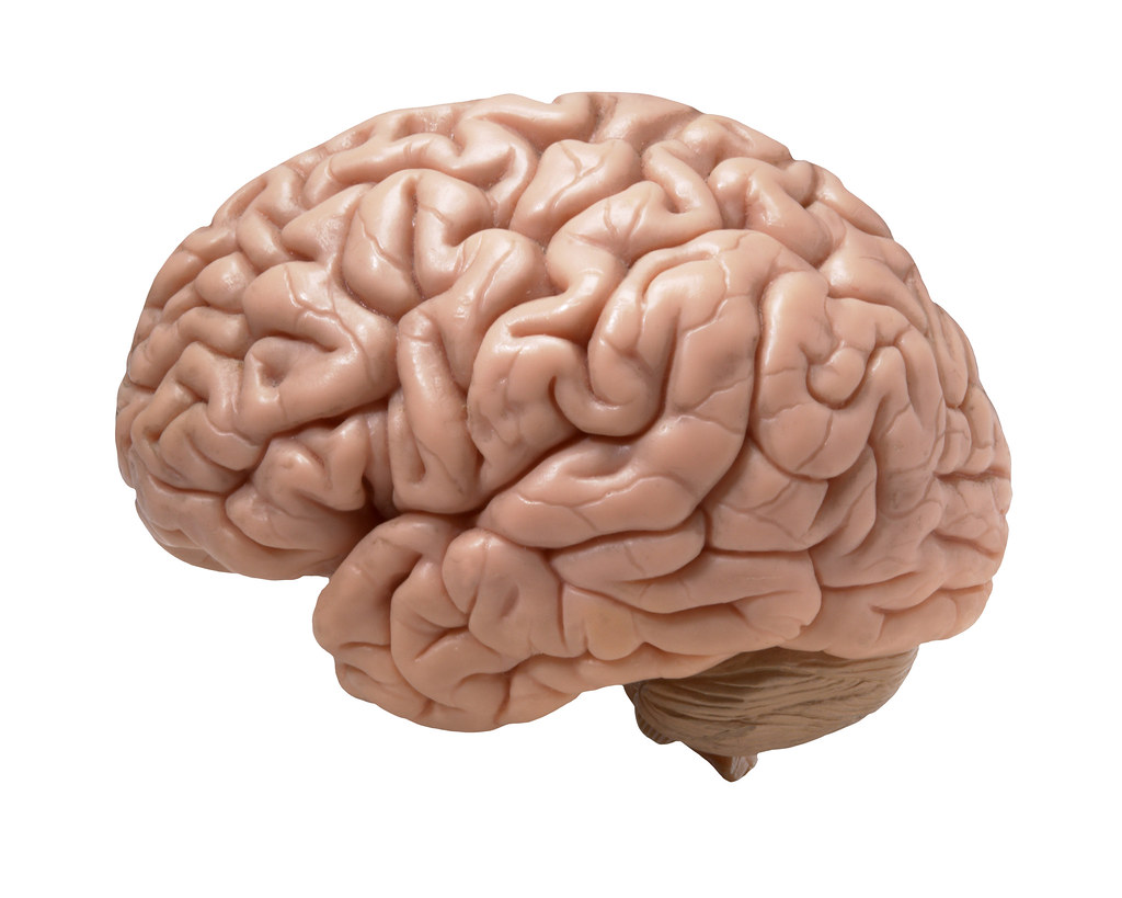 Image result for Brains