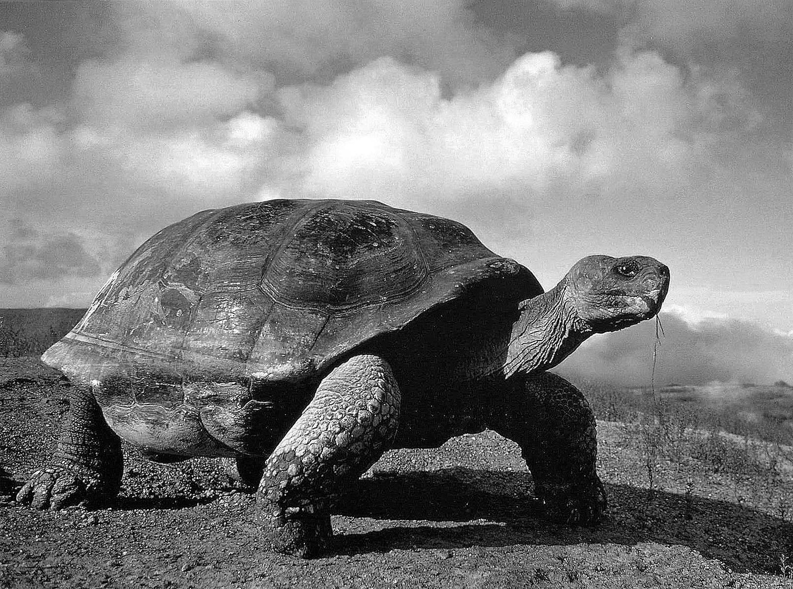 Giant Tortoise, Charles Darwin Research Center, Santa Cruz Island, Galapagos Islands, Ecuador