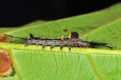 Tussock Moth Caterpillar (Lymantriinae)