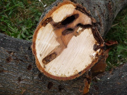Tunneling shown on a cut branch