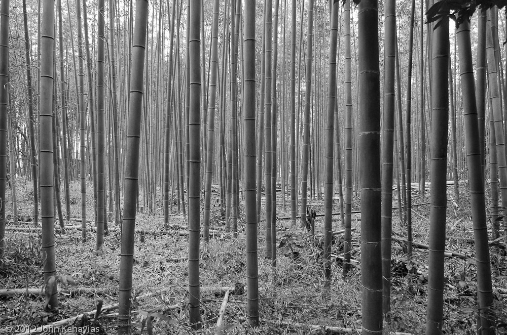 Bamboo Lines | The bamboo grooves of Arashiyama, near Kyoto,… | Flickr