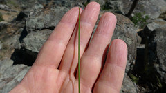 Xanthorrhoea johnsonii leaf