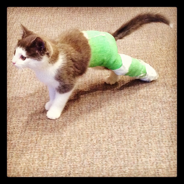 Our sweet broken legged hospital kitty. cat vet kitt… Flickr