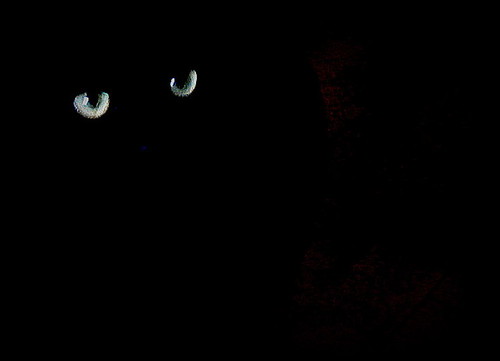 Черная Кошка В Темной Комнате