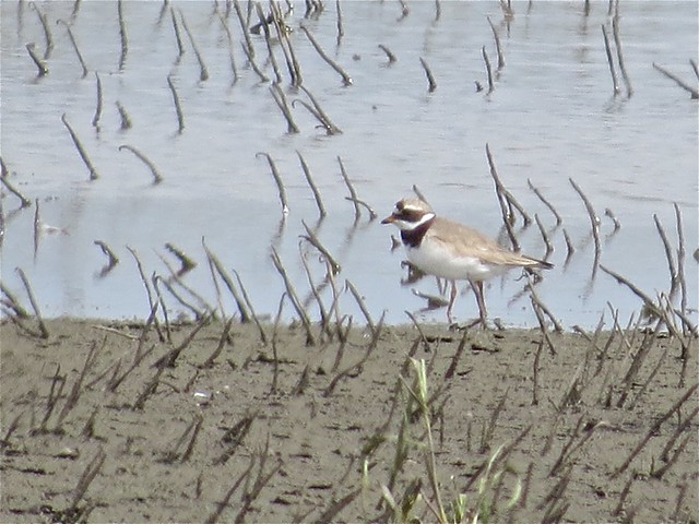 Common Ringed-Plover in Clifton, IL 02