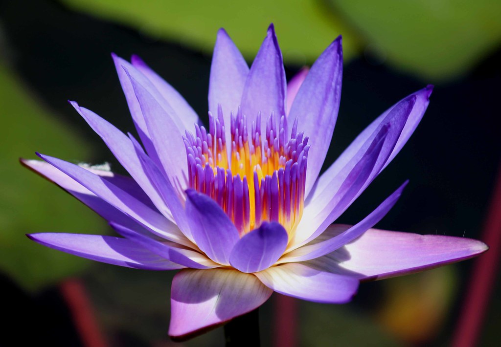 Blue Lotus 003 | Photo taken at the Botanical gardens Toowon… | Flickr