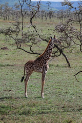 Masai Giraffe (Giraffa camelopardalis tippelskirchi)