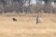 Wildebeest & baboon near Camp Okavango in Botswana-01 9-9-10