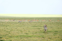 Zebra & Eland on plains near Serengeti NP in Tanzania-05 1-18-12