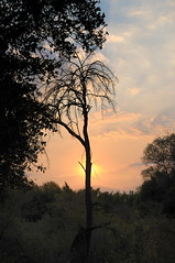 Sunrise at Camp Okavango in Botswana-06 9-10-10