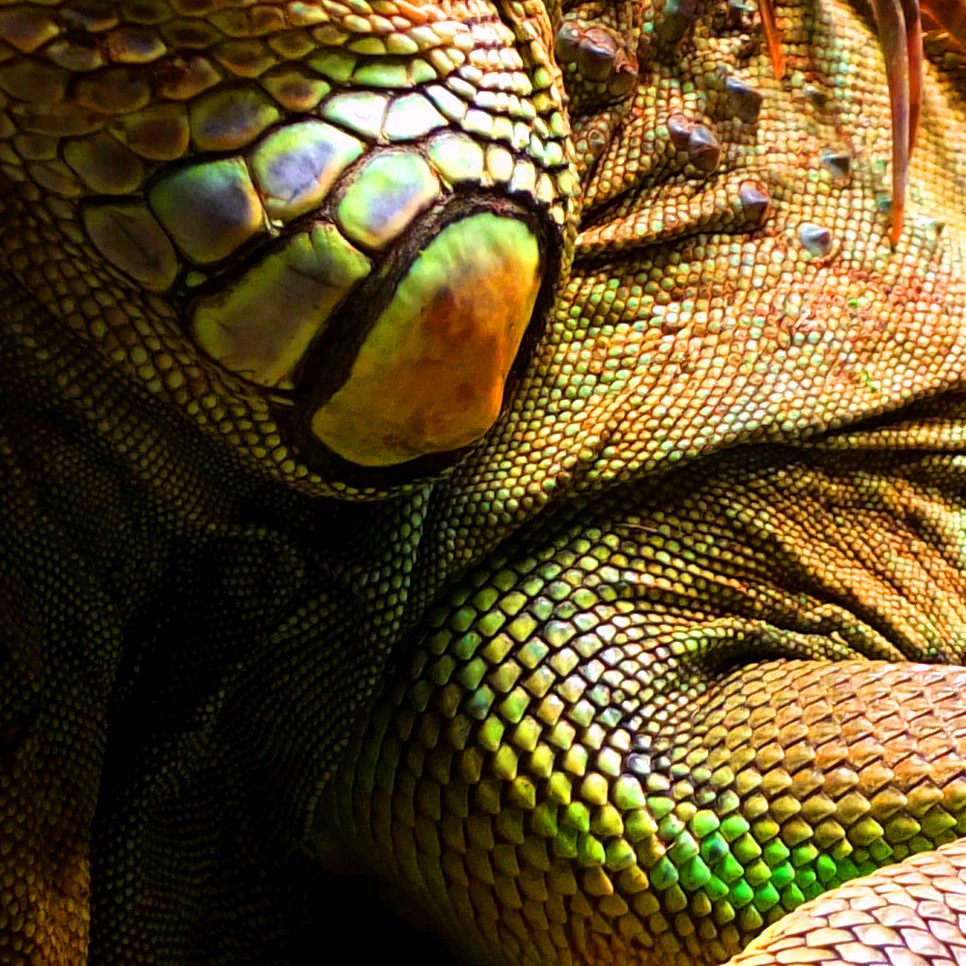 iguana in chinese