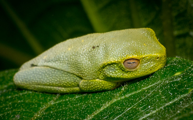 paradise galleries sleepy frog