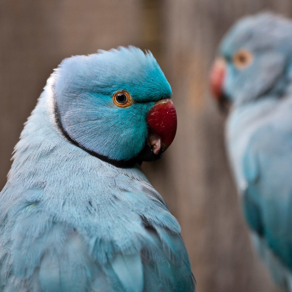 Blue Indian Ringneck Parrot | World of Birds, Hout Bay, Cape… | Flickr