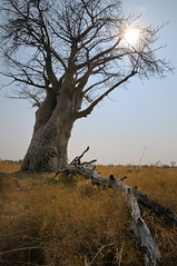 Baobab tree near Camp Okavango in Botswana-09 9-9-10