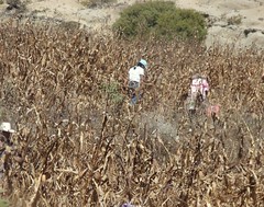 Harvesting the corn - Cosechando el maíz; cerca de San Juan Diuxi, Región Mixteca, Oaxaca, Mexico
