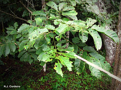 Trichilia dregeana, leaves