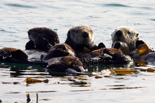 A Raft of Sea Otters | Morro Bay, California | sarowen | Flickr