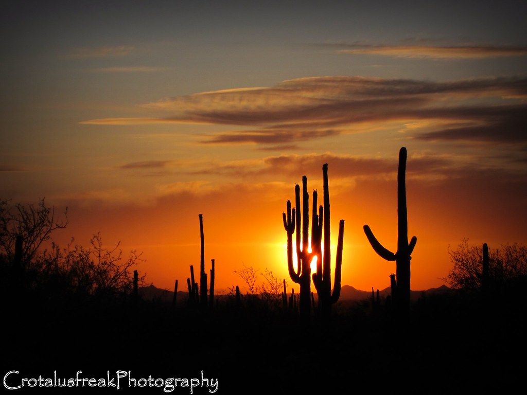 Saguaro Silhouette | Chuck Brown | Flickr