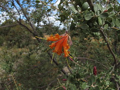 Lambertia inermis R.Br.  - Chittick (honeysuckle)