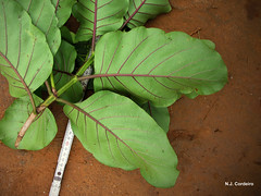 Morinda asteroscepa, underside of leaves