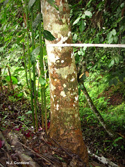 Xymalos monospora, tree bark