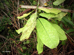 Tabernaemontana pachysiphon, underside of leaf