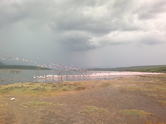 Flamingos @ lake #bogoria, #Kenya